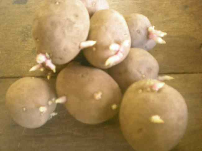 Seed Potatoes - 1kg bags